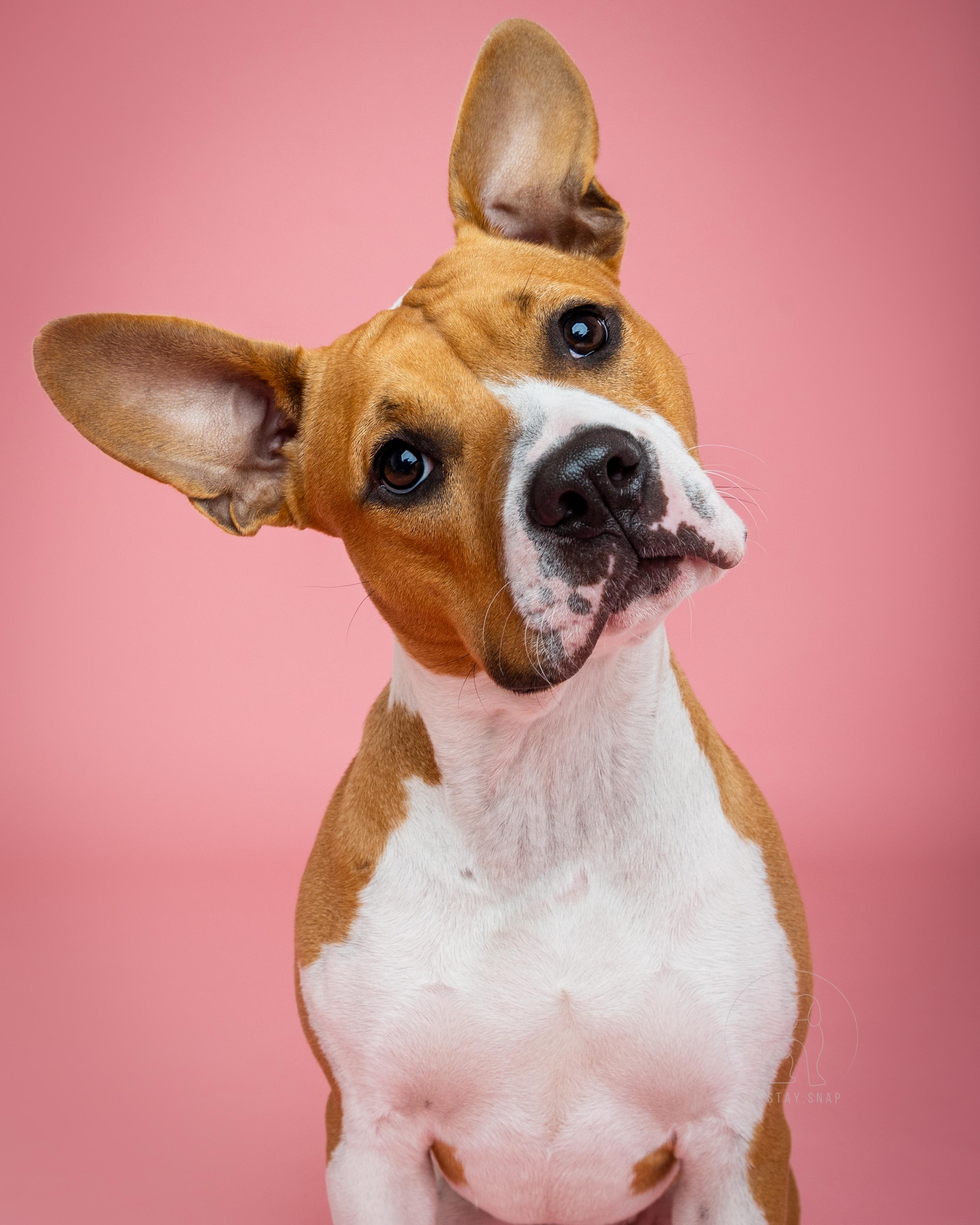 Paisley, a Adoptable mixed breed in Fort Collins, CO image 1/6