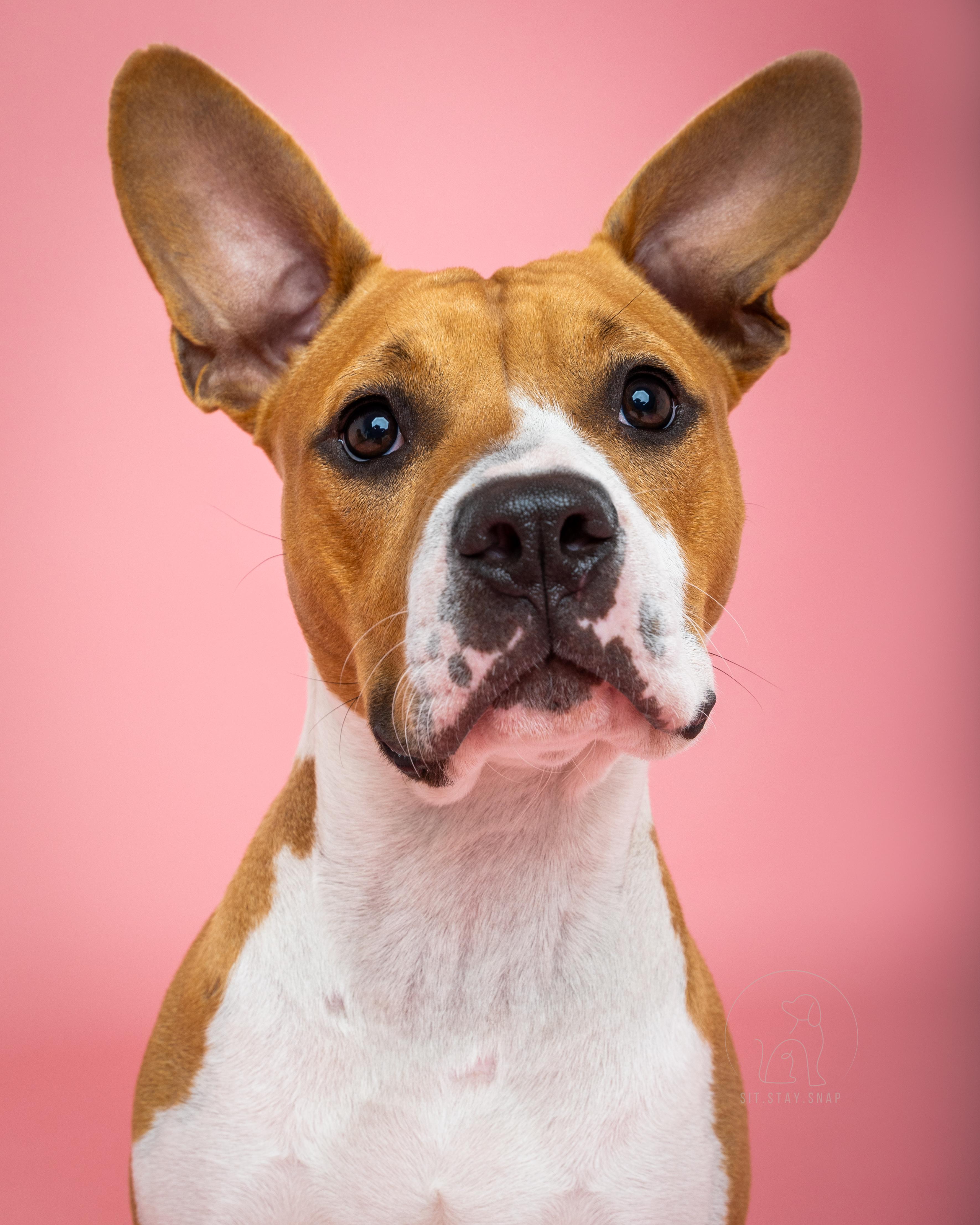 Paisley, a Adoptable mixed breed in Fort Collins, CO image 2/6