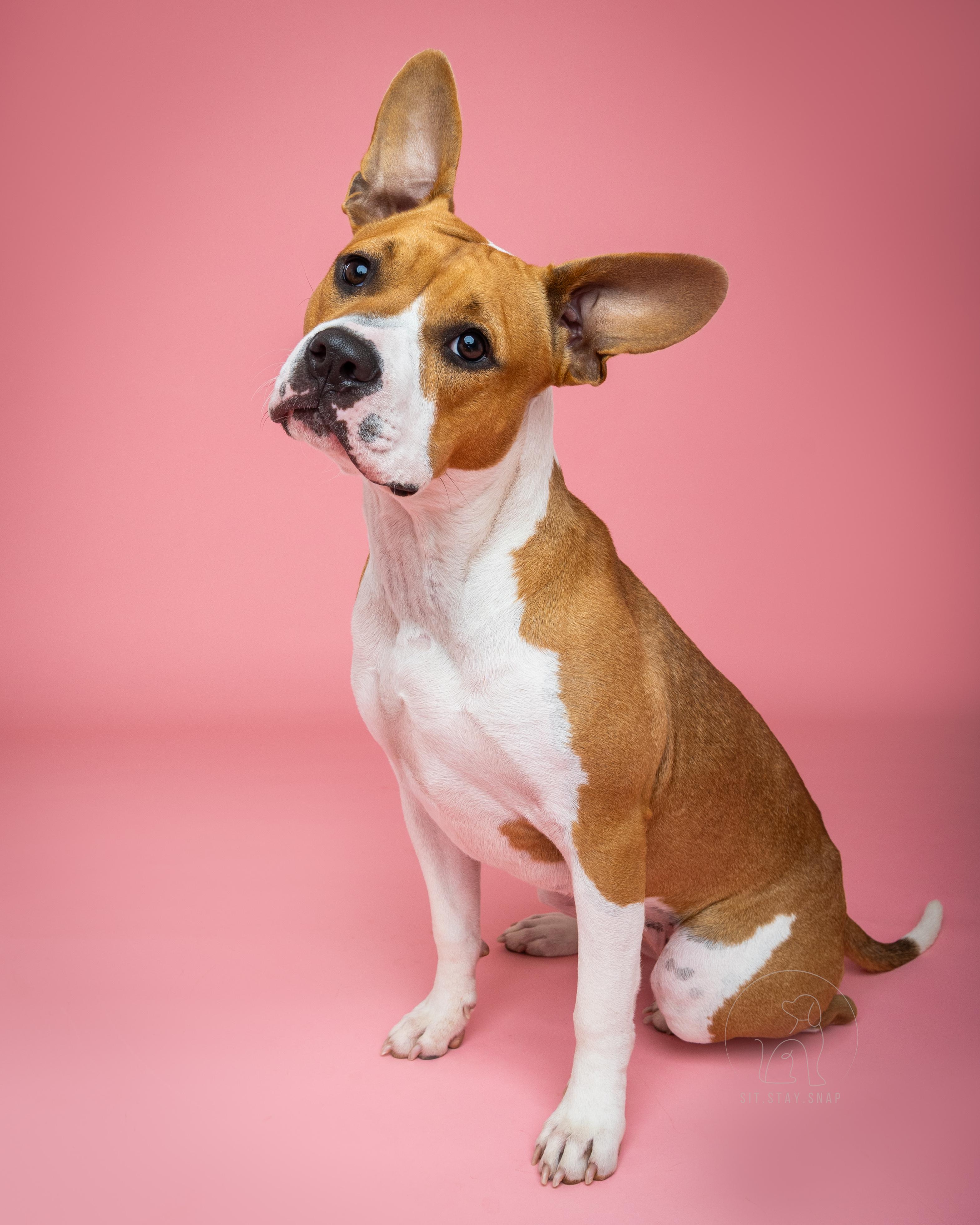 Paisley, a Adoptable mixed breed in Fort Collins, CO image 6/6