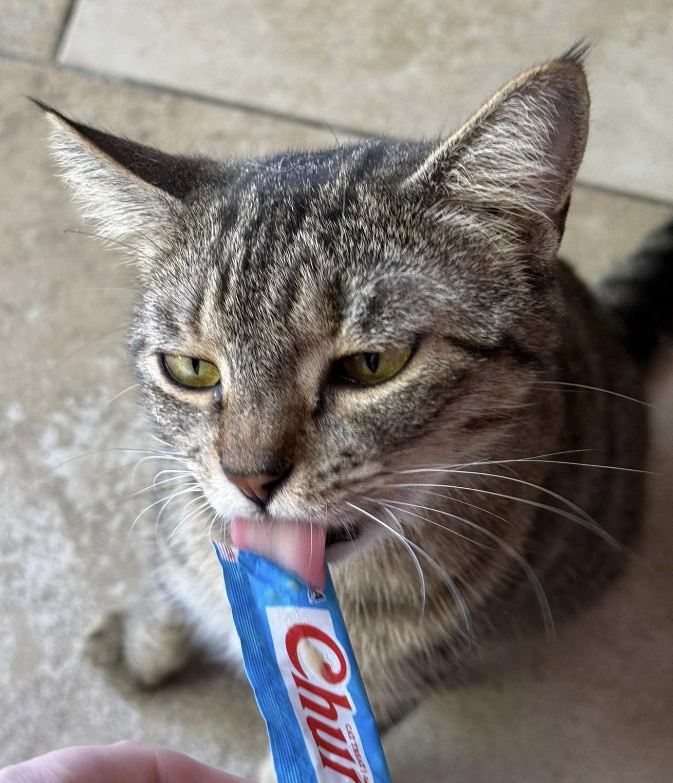 Mia, Adopted, Adult Female Tabby.