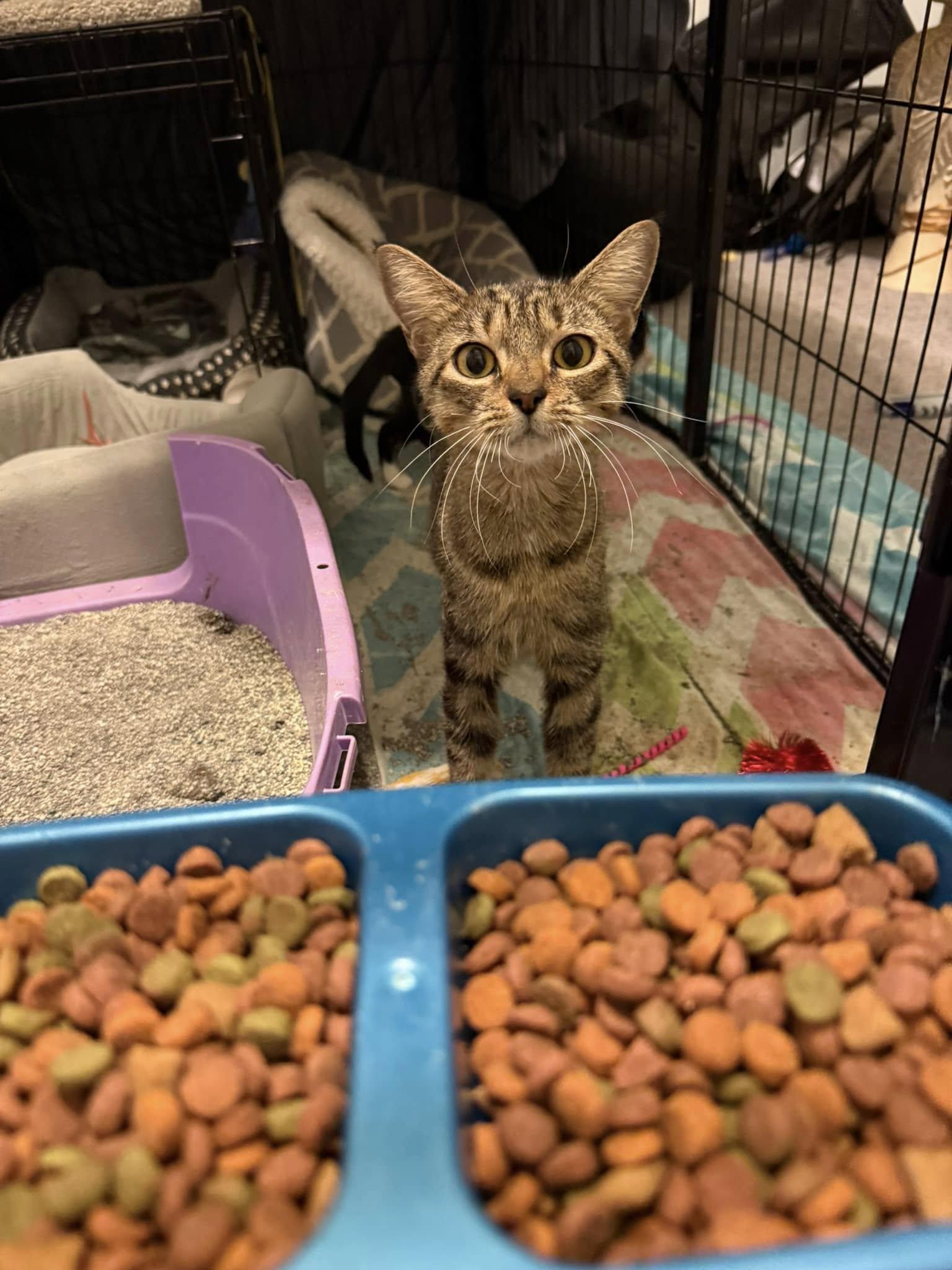 Enlarge Mia, a Adopted Tabby in Palm Bay, FL image 6/6