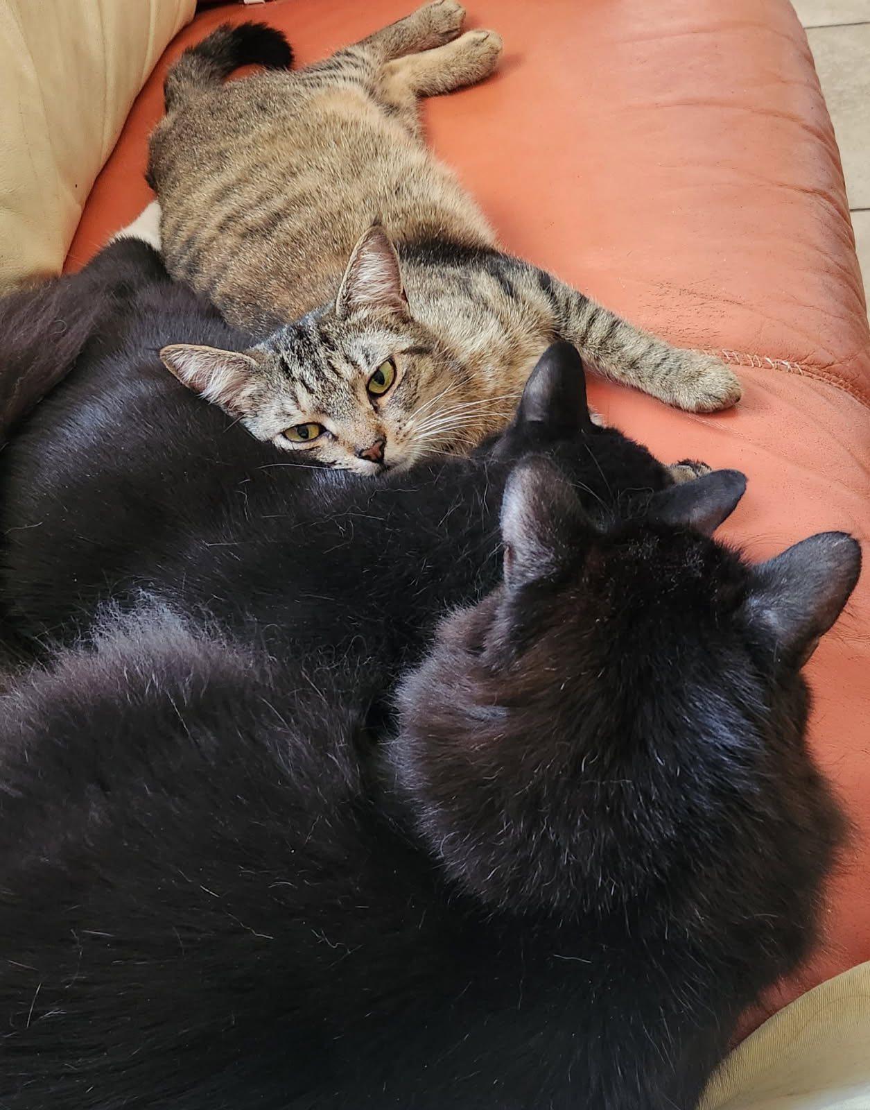 Enlarge Mia, a Adopted Tabby in Palm Bay, FL image 2/6