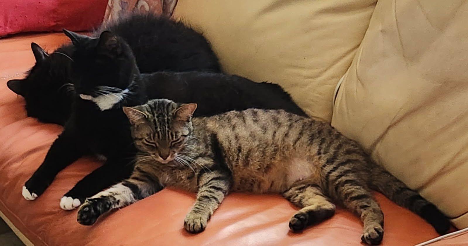 Enlarge Mia, a Adopted Tabby in Palm Bay, FL image 3/6