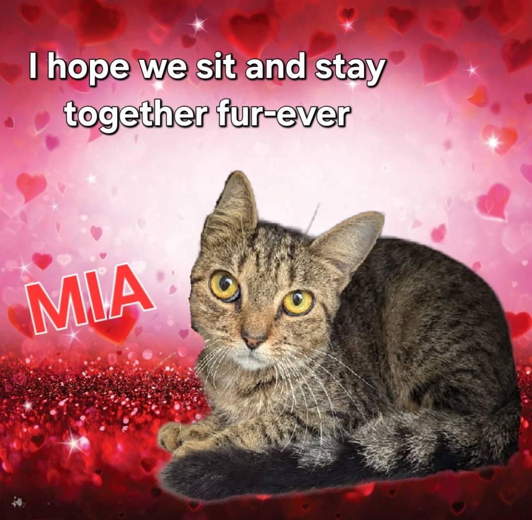 Enlarge Mia, a Adopted Tabby in Palm Bay, FL image 4/6