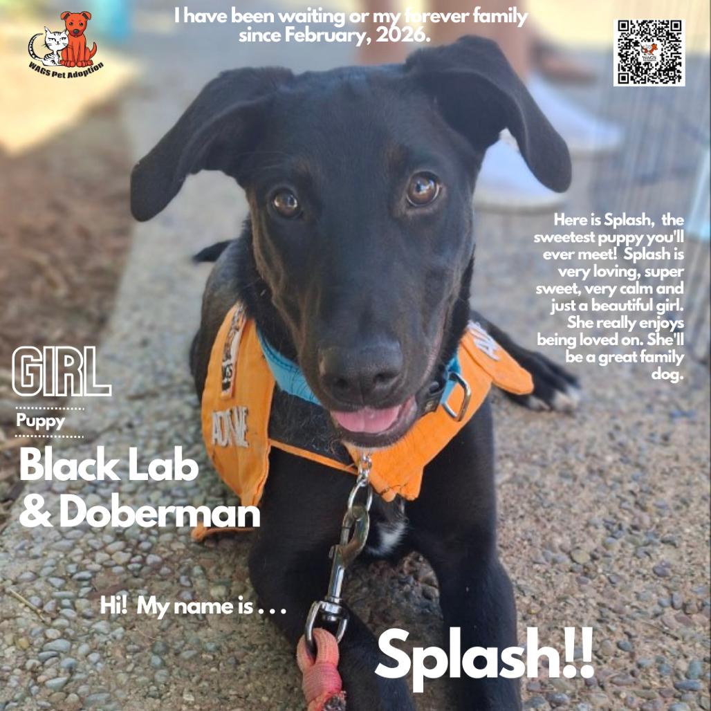Enlarge Splash, a Adoptable mixed breed in Westminster, CA image 1/1