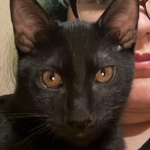 Luca, Adoptable, Kitten Male Domestic Short Hair.