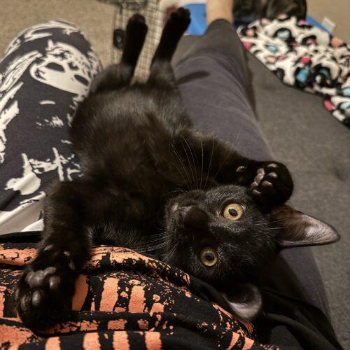 Enlarge Luca, a Adoptable Domestic Short Hair in Glendale, AZ image 2/6