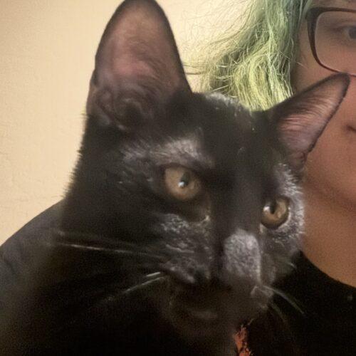 Enlarge Luca, a Adoptable Domestic Short Hair in Glendale, AZ image 3/6