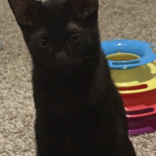 Enlarge Luca, a Adoptable Domestic Short Hair in Glendale, AZ image 4/6