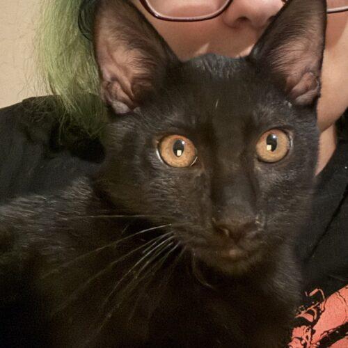 Enlarge Luca, a Adoptable Domestic Short Hair in Glendale, AZ image 5/6