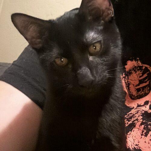 Enlarge Luca, a Adoptable Domestic Short Hair in Glendale, AZ image 6/6