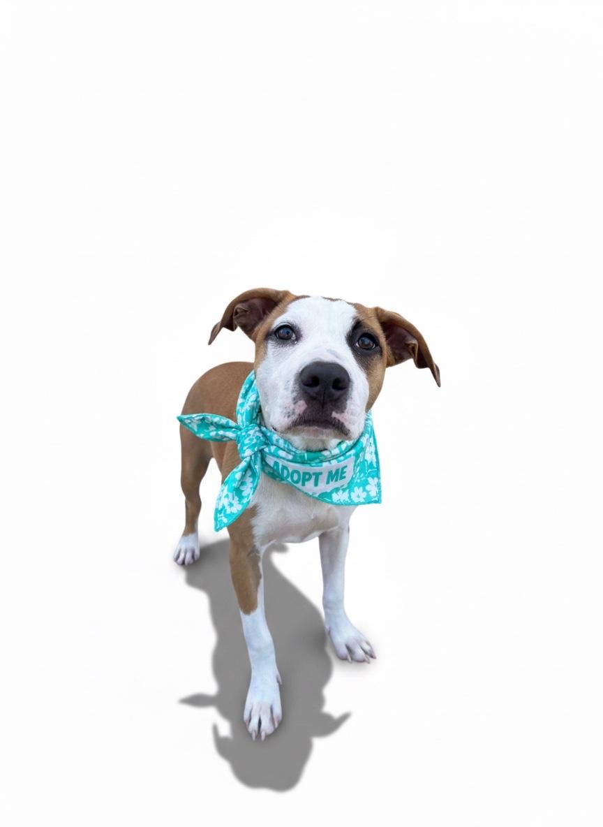 Enlarge Alina- ADOPT Me, a Adopted mixed breed in Redondo Beach, CA image 2/6