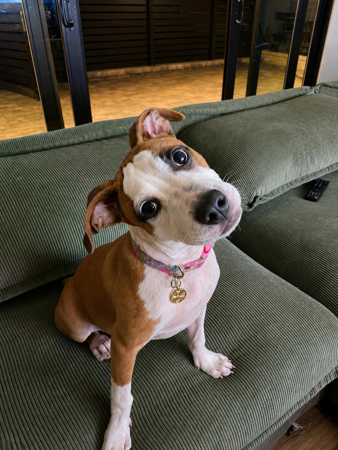 Alina- ADOPT Me, Adoptable, Puppy Female Pit Bull Terrier & Boxer.