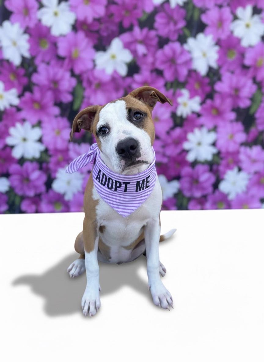 Enlarge Alina- ADOPT Me, a Adopted mixed breed in Redondo Beach, CA image 4/6