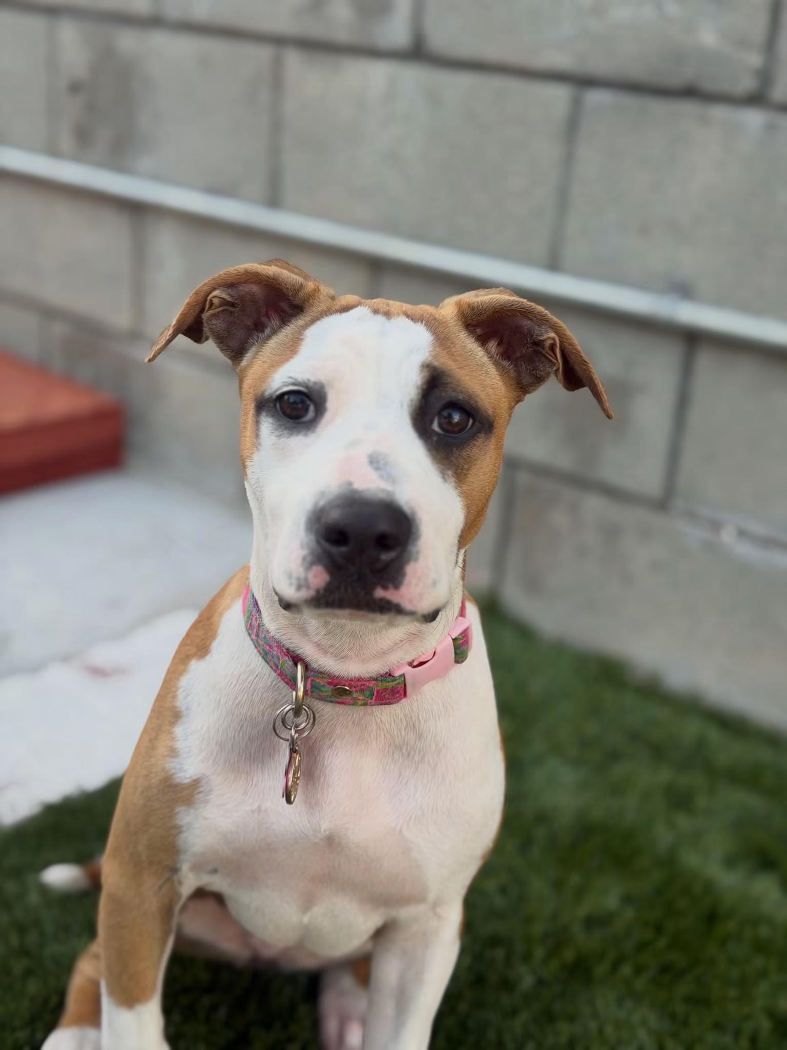 Enlarge Alina- ADOPT Me, a Adopted mixed breed in Redondo Beach, CA image 6/6