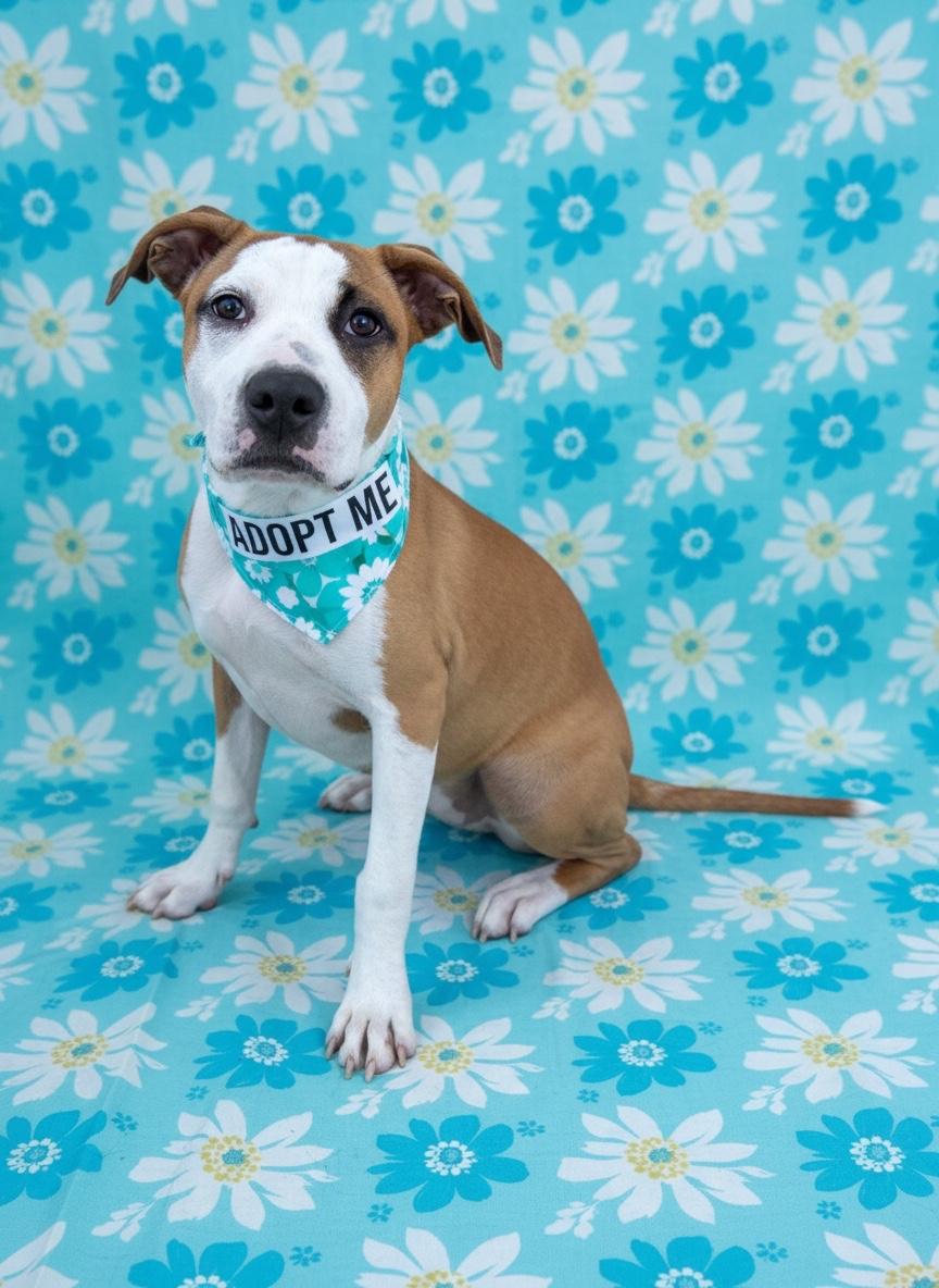 Enlarge Alina- ADOPT Me, a Adopted mixed breed in Redondo Beach, CA image 3/6
