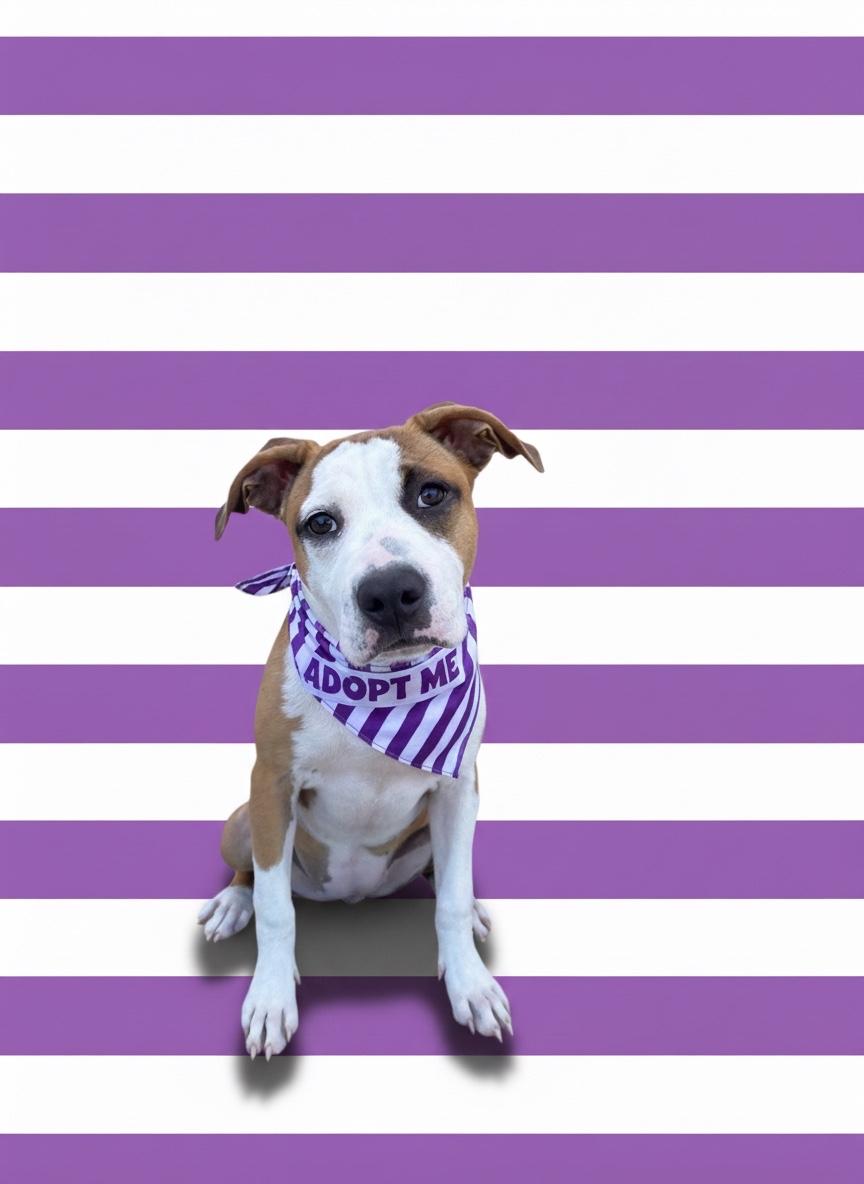 Enlarge Alina- ADOPT Me, a Adopted mixed breed in Redondo Beach, CA image 5/6