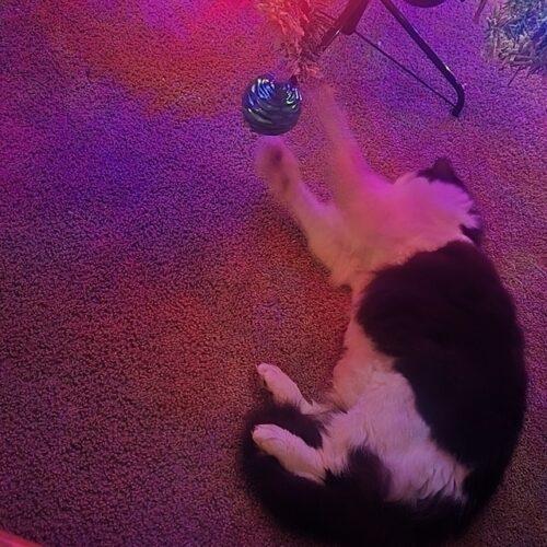 Enlarge Cowgirl, a Adoptable Ragdoll in Tampa, FL image 2/6