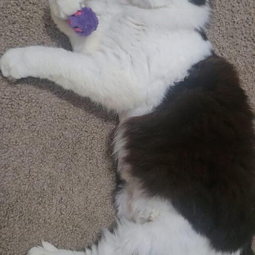 Enlarge Cowgirl, a Adoptable Ragdoll in Tampa, FL image 3/6