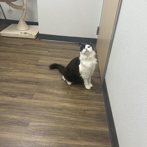 Enlarge Cowgirl, a Adoptable Ragdoll in Tampa, FL image 4/6