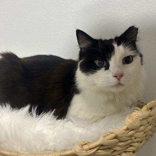 Enlarge Cowgirl, a Adoptable Ragdoll in Tampa, FL image 5/6