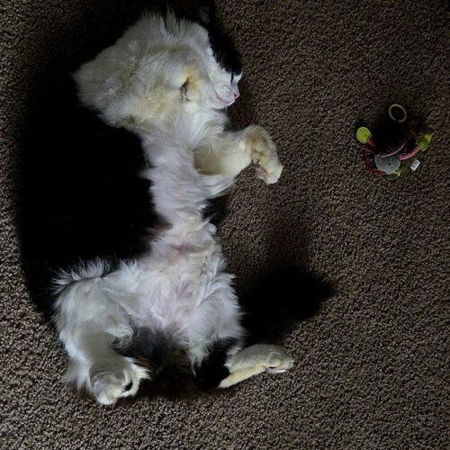 Enlarge Cowgirl, a Adoptable Ragdoll in Tampa, FL image 6/6