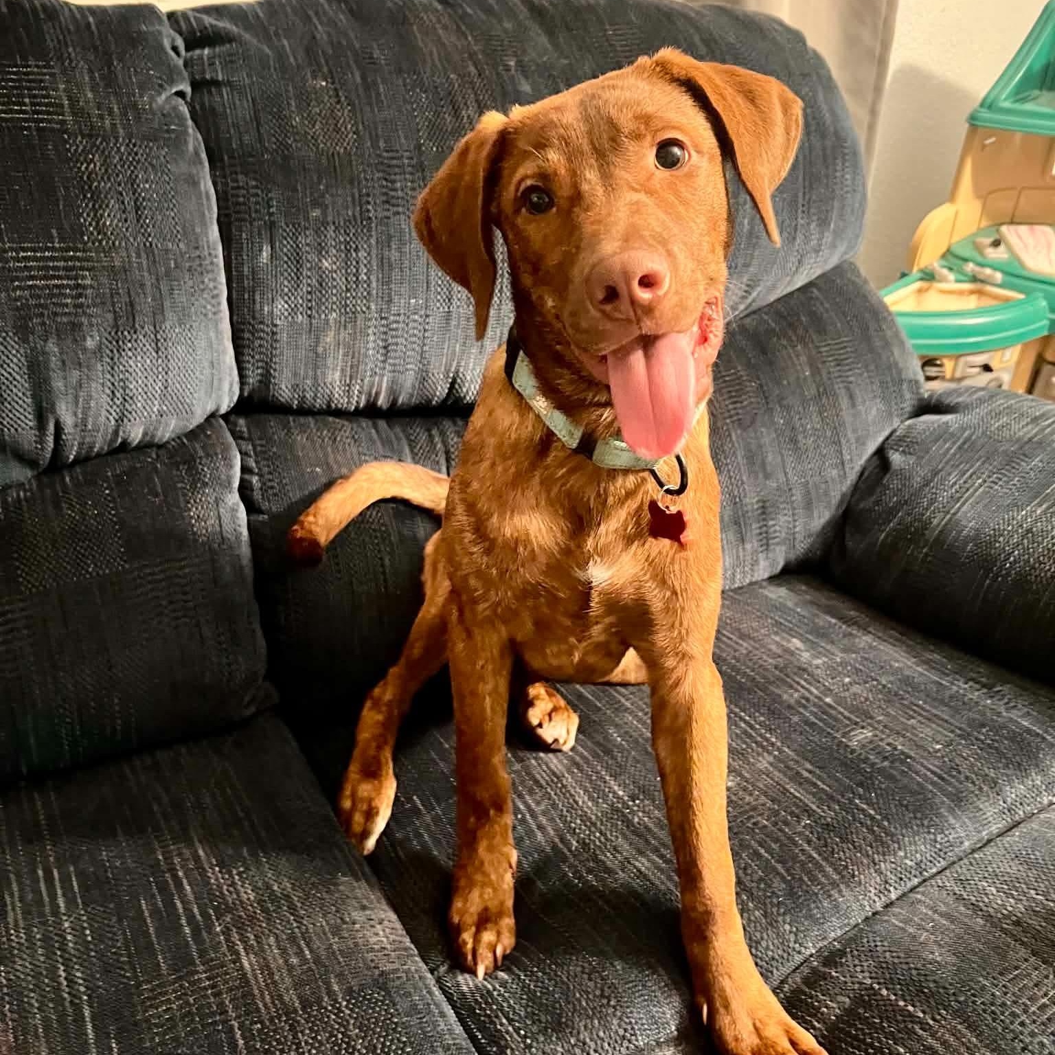 Enlarge Grace, an adopted mixed breed in Geneseo , IL image 1/3