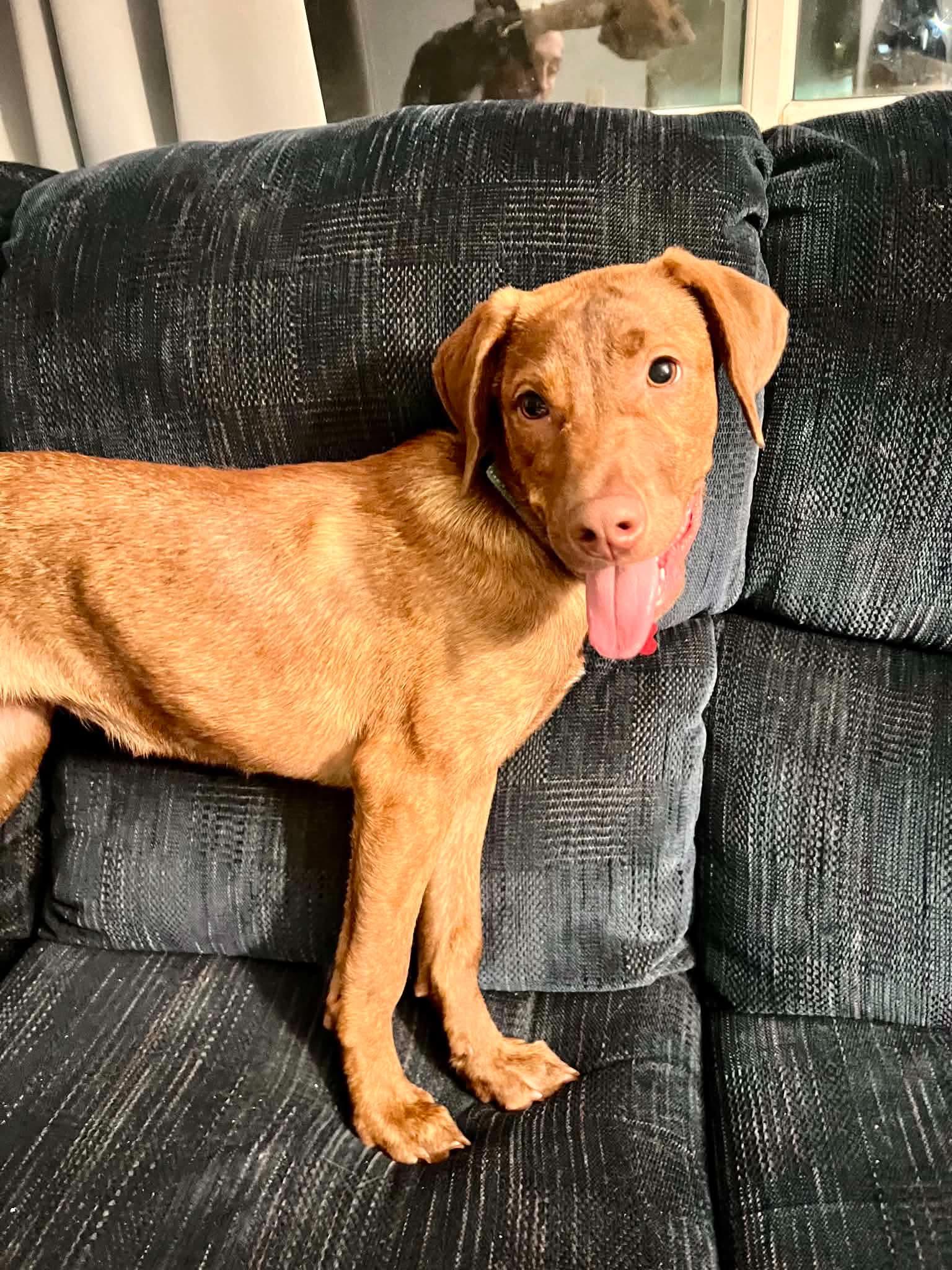 Enlarge Grace, an adopted mixed breed in Geneseo , IL image 2/3