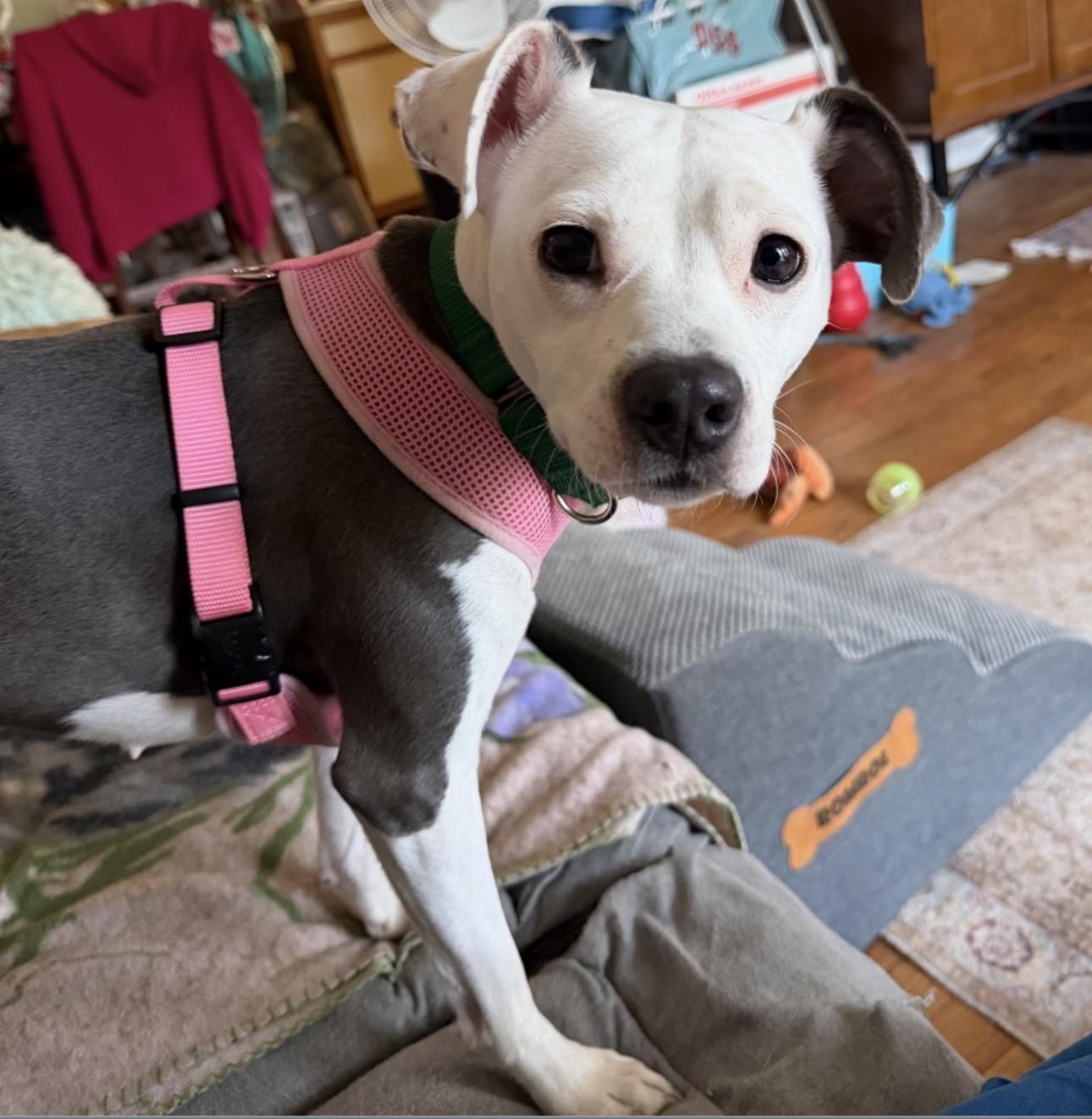 Padme, a Adoptable mixed breed in Cary, NC image 6/6