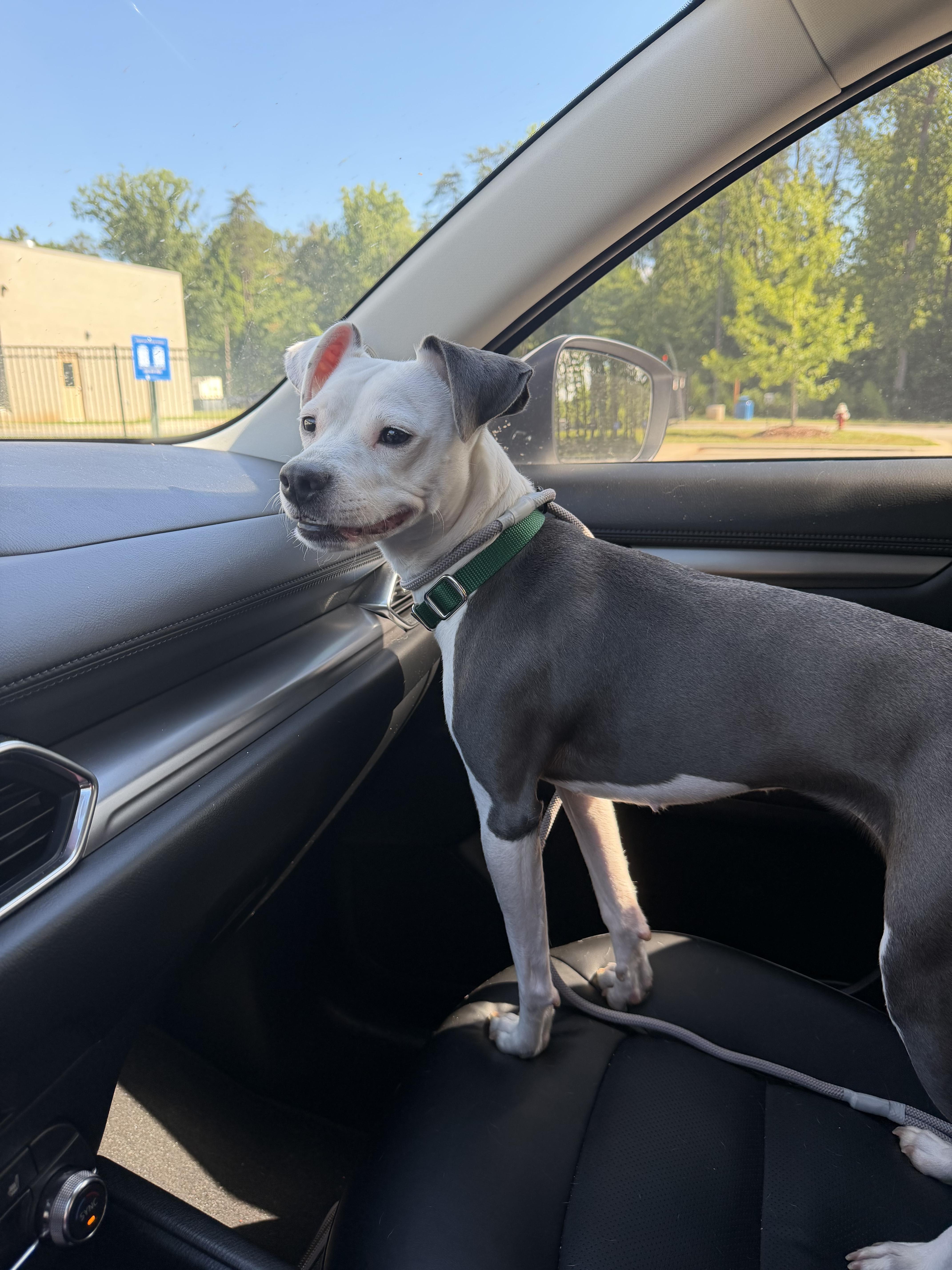 Padme, a Adoptable mixed breed in Cary, NC image 3/6