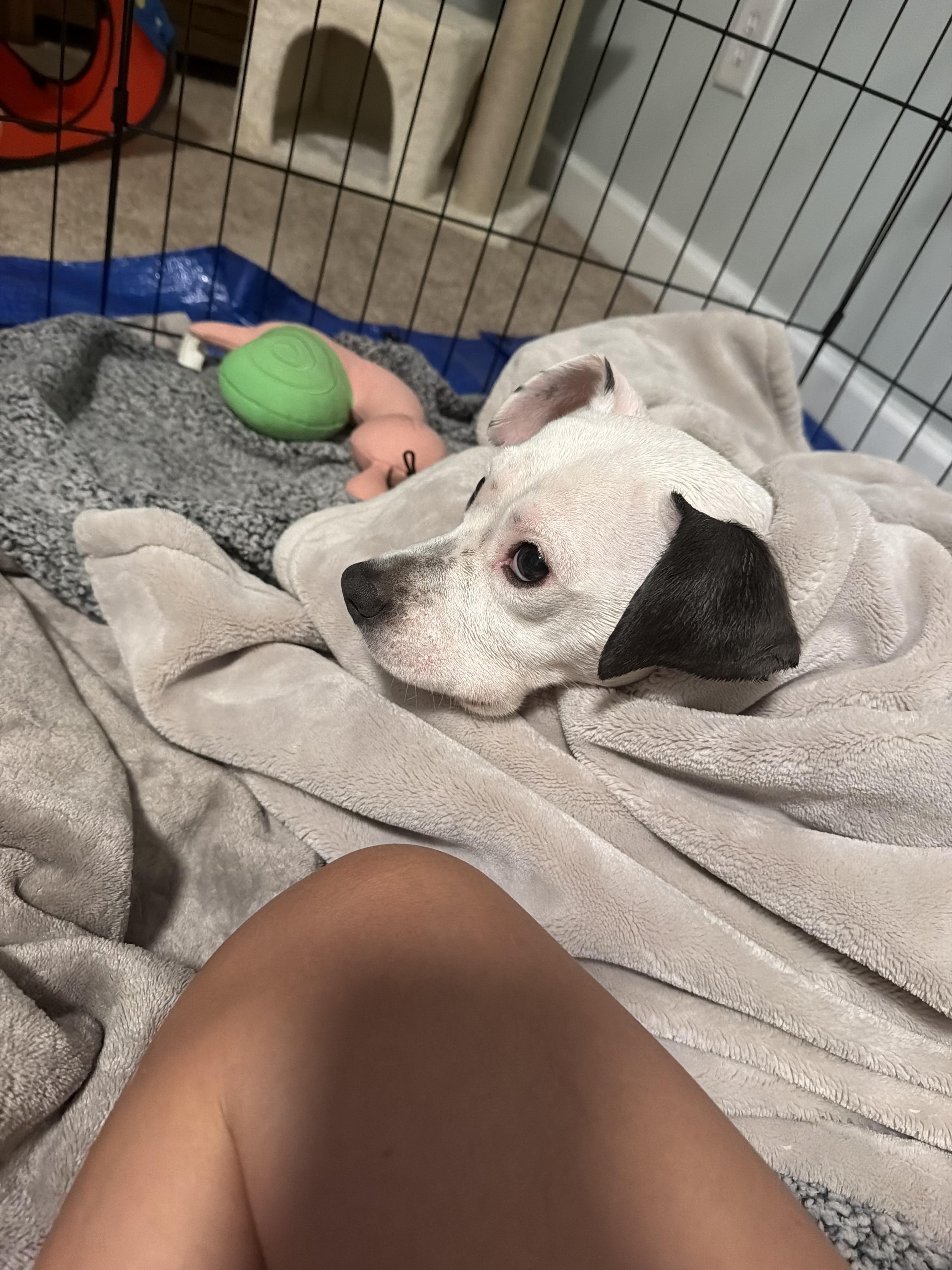 Padme, a Adoptable mixed breed in Cary, NC image 5/6