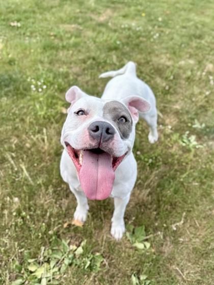 Enlarge Olive, a ADOPTABLE mixed breed in Roseburg, OR image 1/1