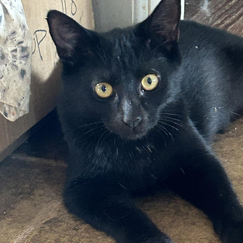 Enlarge Calypso, a Adoptable Domestic Short Hair in Charlottesville, VA image 1/1