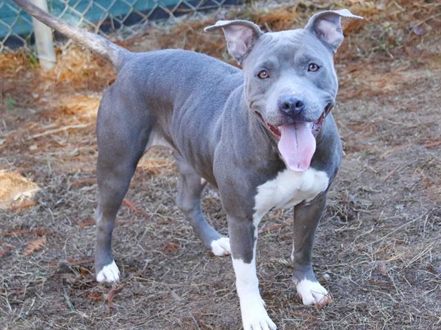 Enlarge SKYY, a Adoptable mixed breed in Tallahassee, FL image 1/1