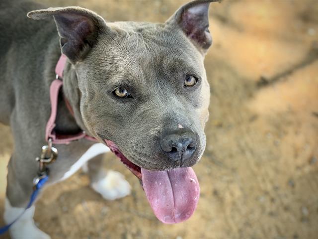 SKYY, Adoptable, Young Female American Staffordshire Terrier & Mixed Breed.
