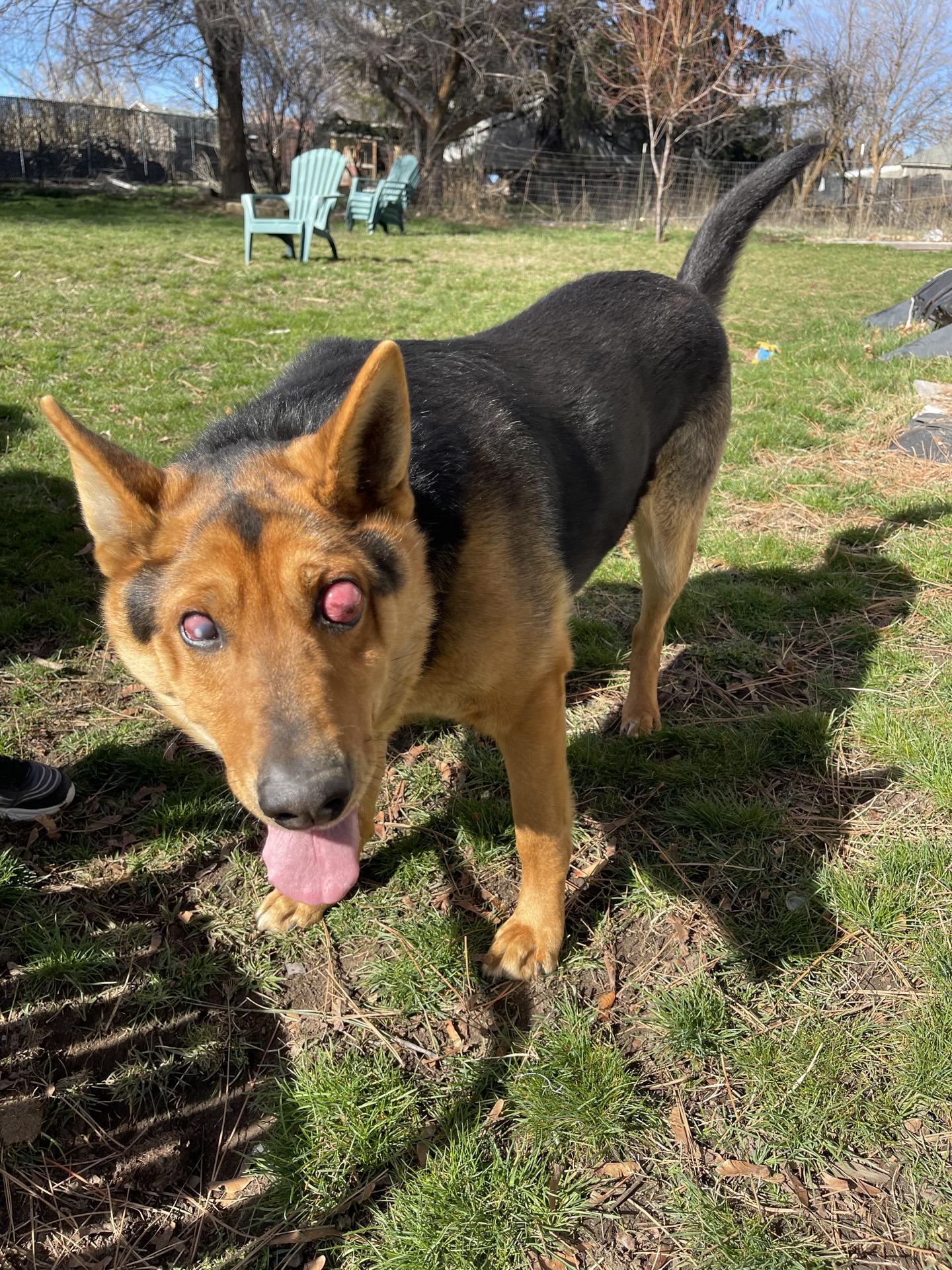 Keizer, adopted, Adult Male Mixed Breed.