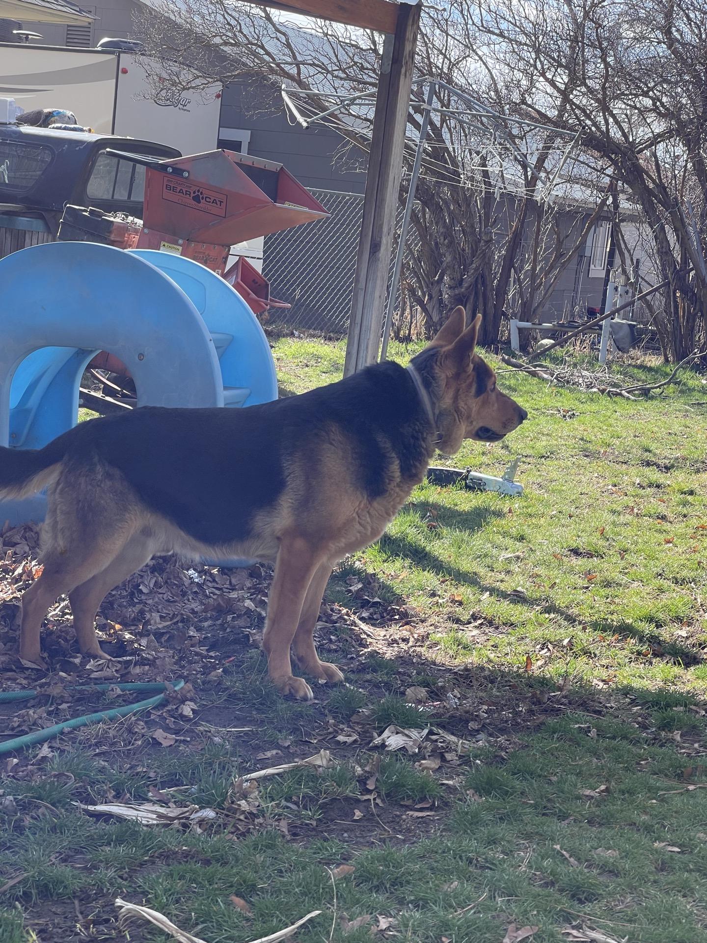 Enlarge Keizer, an adopted mixed breed in Klamath Falls, OR image 2/2