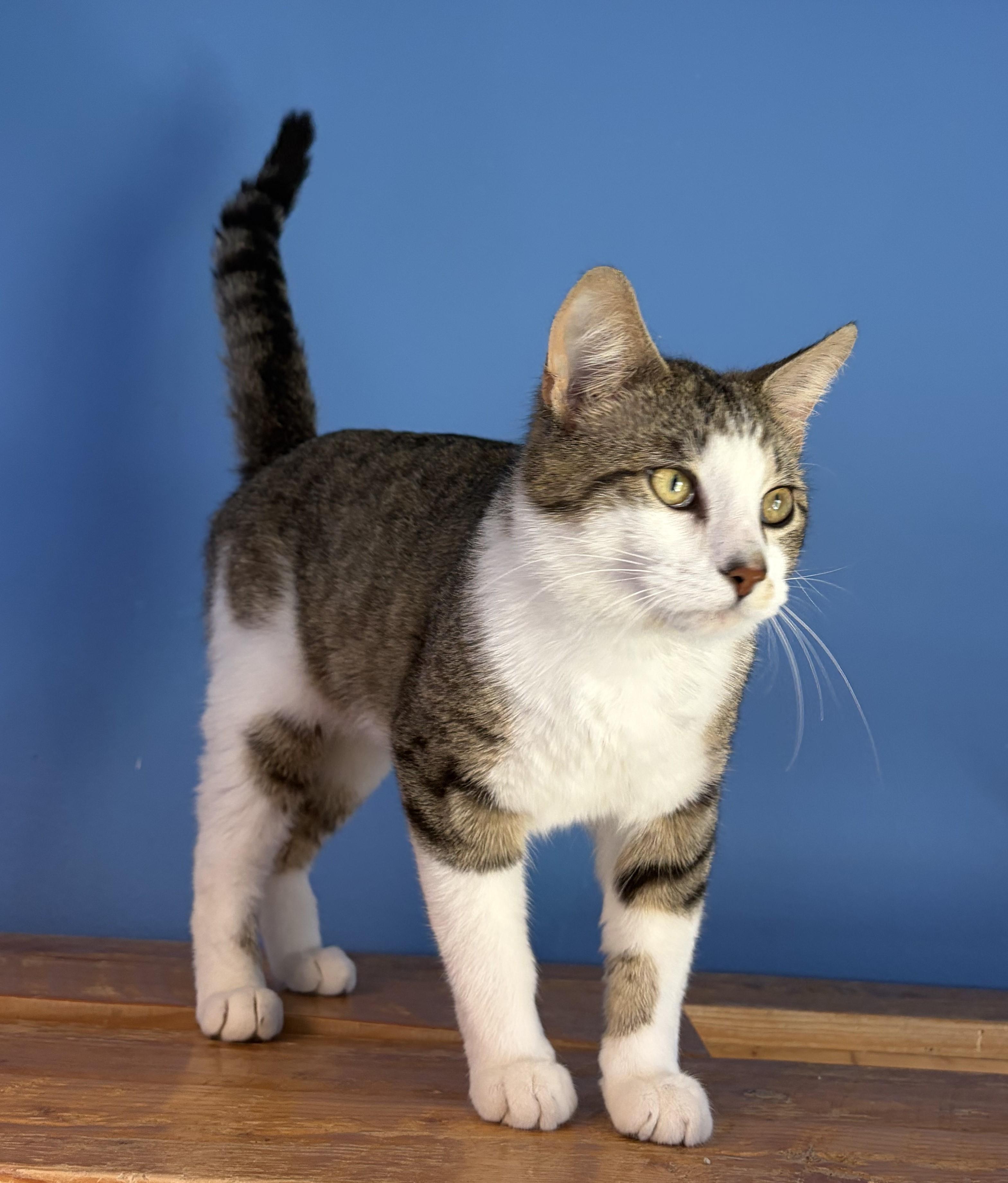 Melvin, adopted, Adult Male Domestic Short Hair.