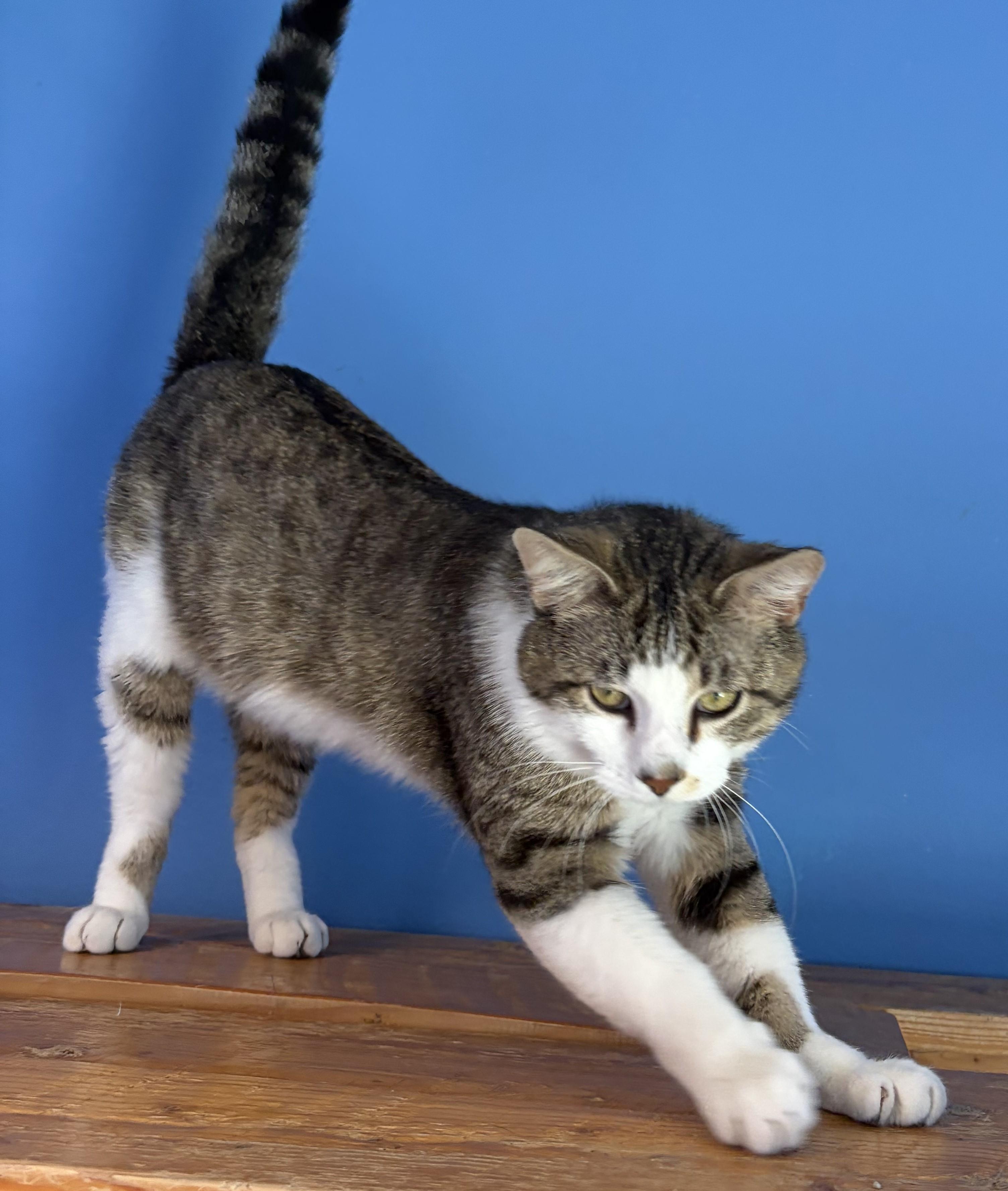 Enlarge Melvin, an adopted Domestic Short Hair in Brookings, SD image 2/2