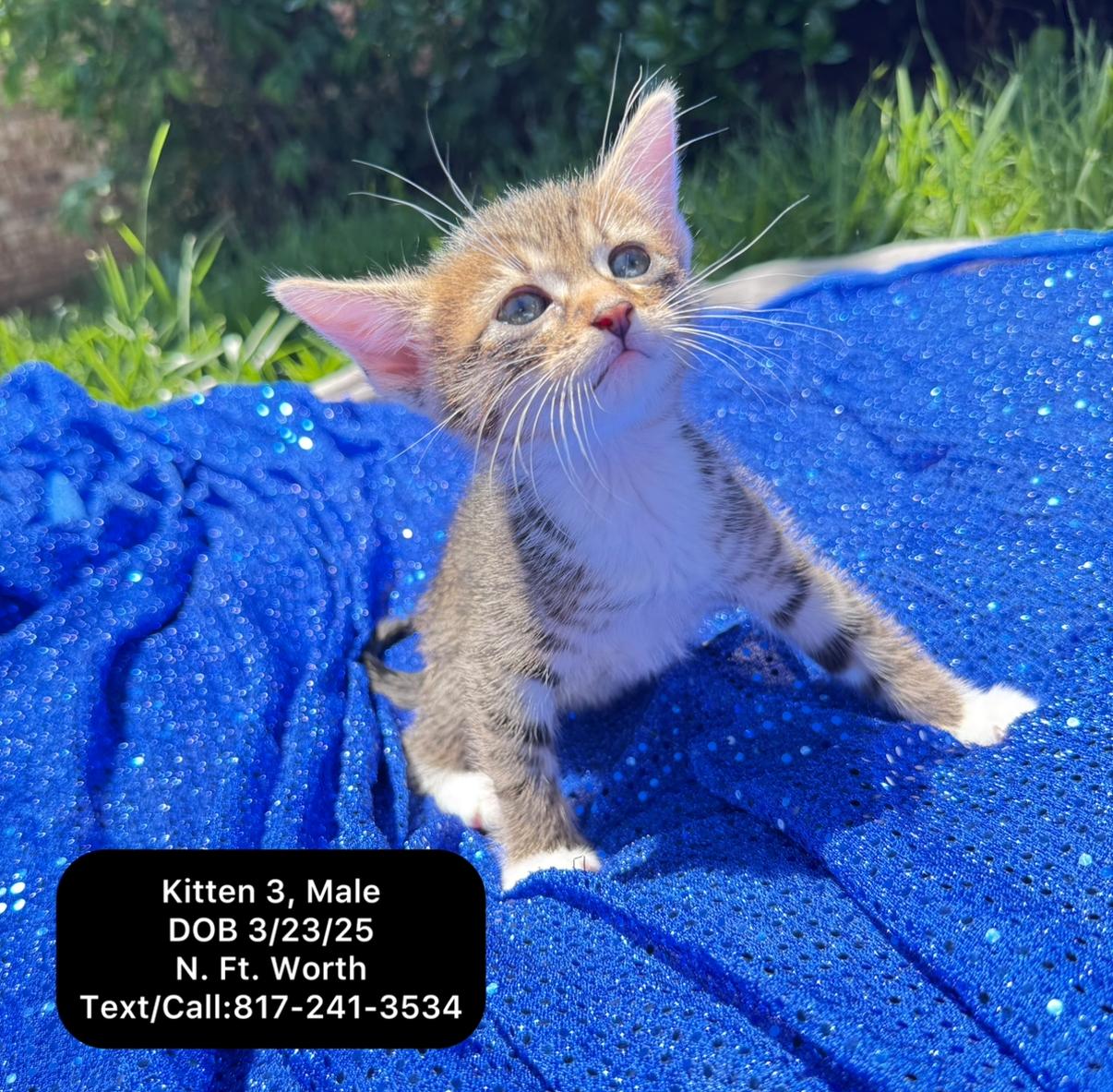 Kitten 3, Adopted, Kitten Male Tabby.