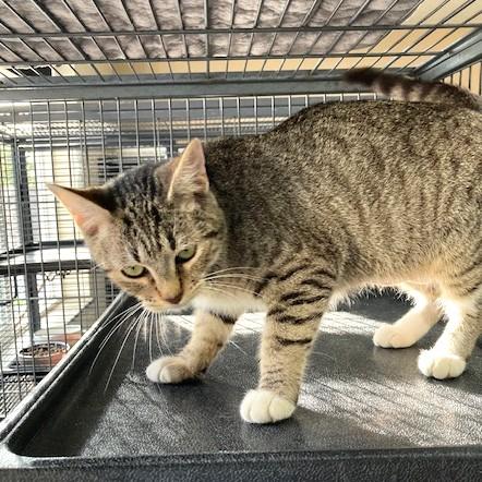 Emmy, an adoptable mixed breed in Long Beach, WA image 5/5