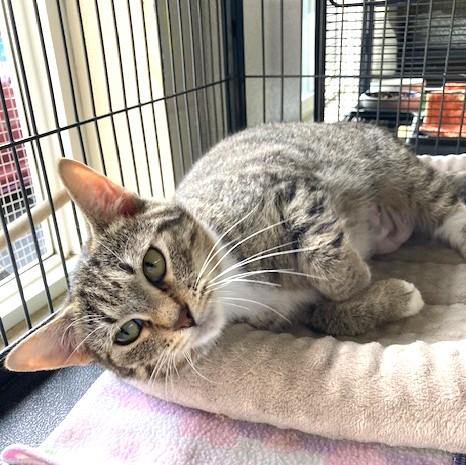 Emmy, an adoptable mixed breed in Long Beach, WA image 2/5