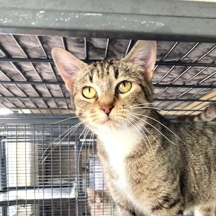 Emmy, an adoptable mixed breed in Long Beach, WA image 3/5