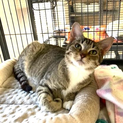 Emmy, an adoptable mixed breed in Long Beach, WA image 4/5