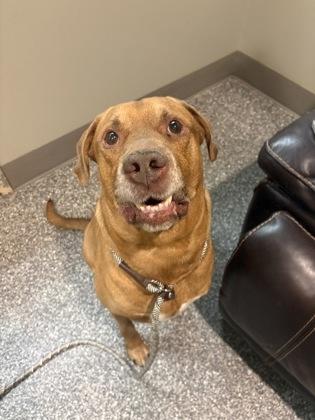 Dakota, Adoptable, Adult Male Labrador Retriever.