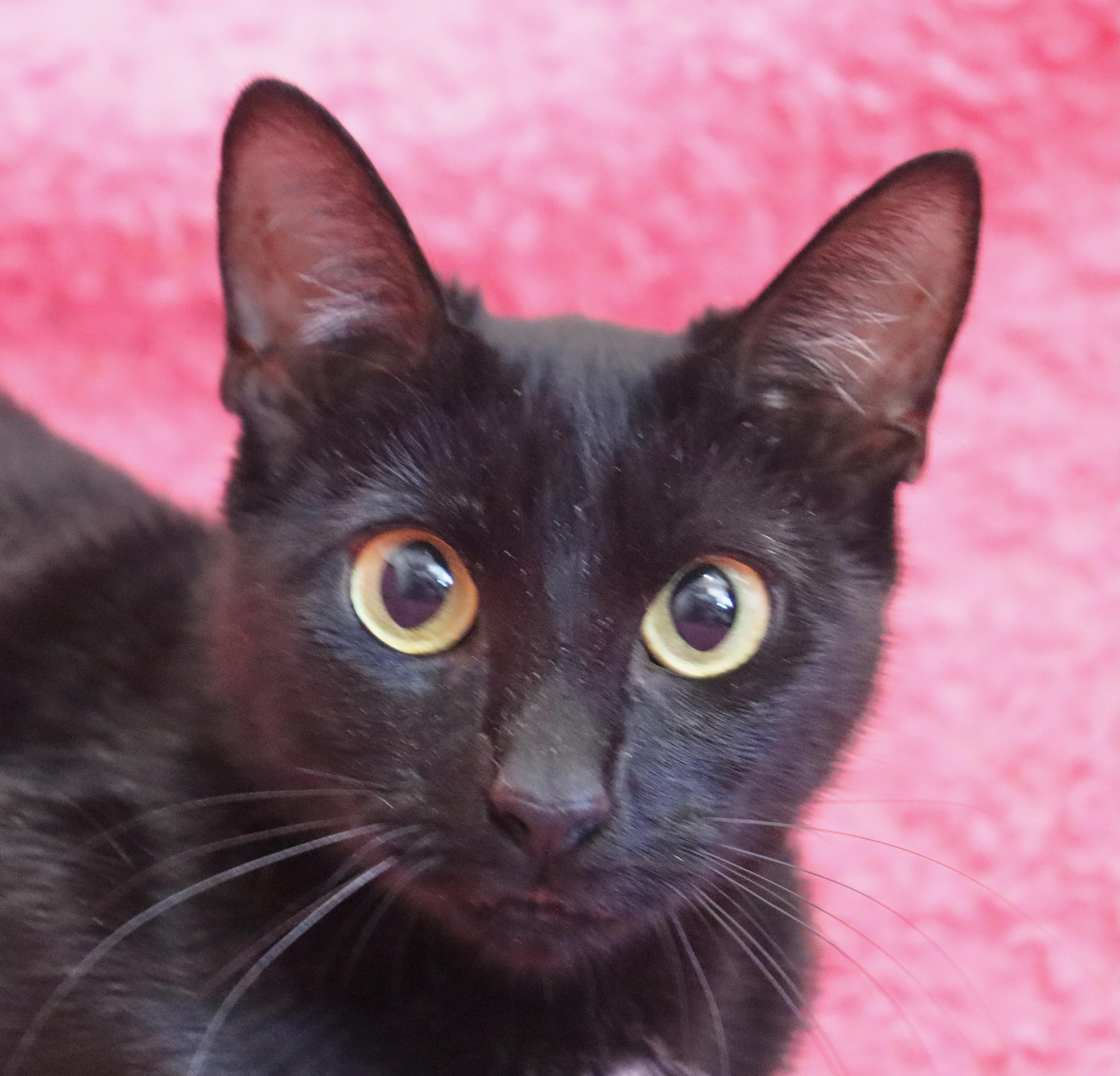 Enlarge Gigi, a Adoptable mixed breed in Saint Augustine, FL image 1/4