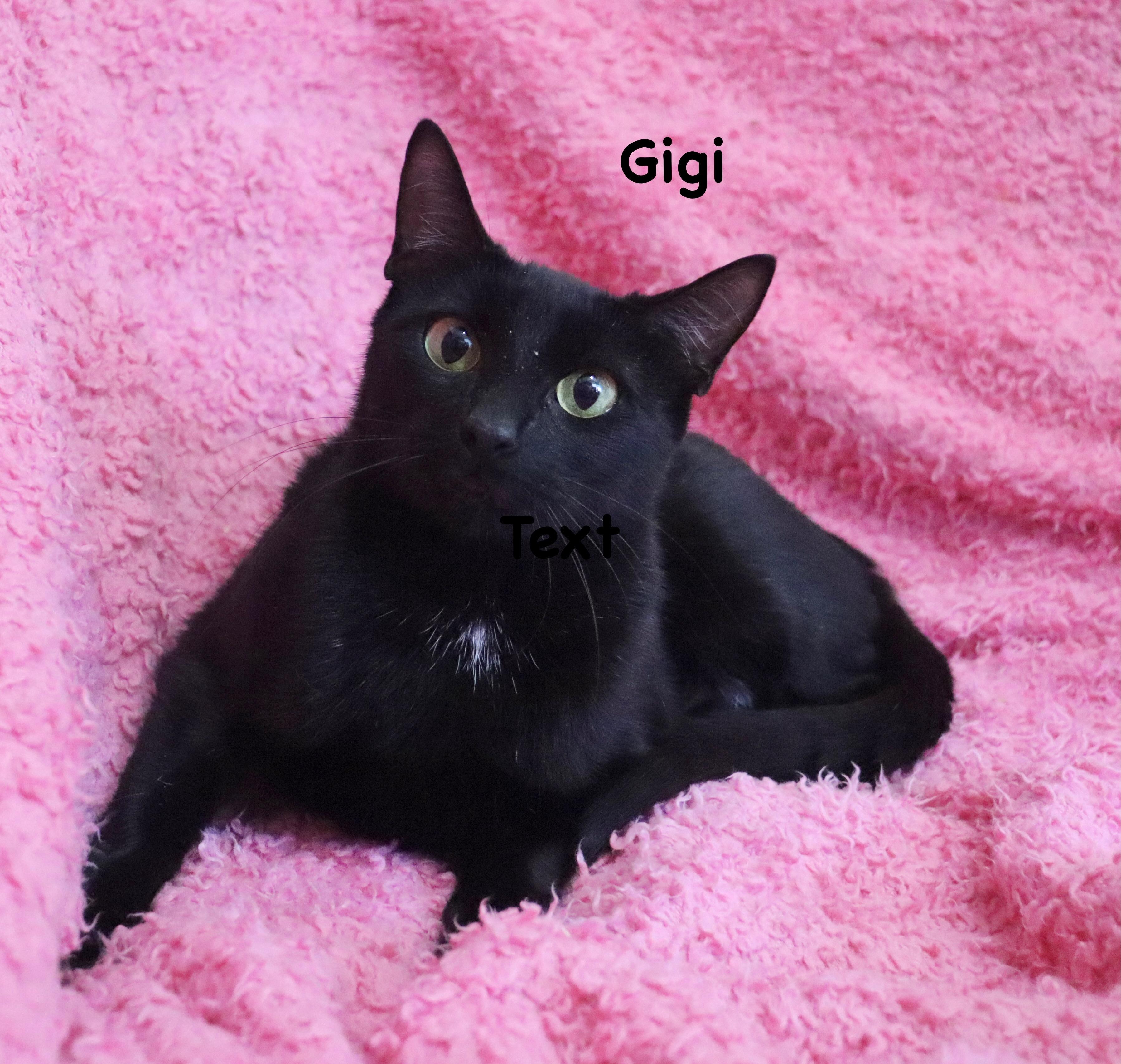 Enlarge Gigi, a Adoptable mixed breed in Saint Augustine, FL image 2/4