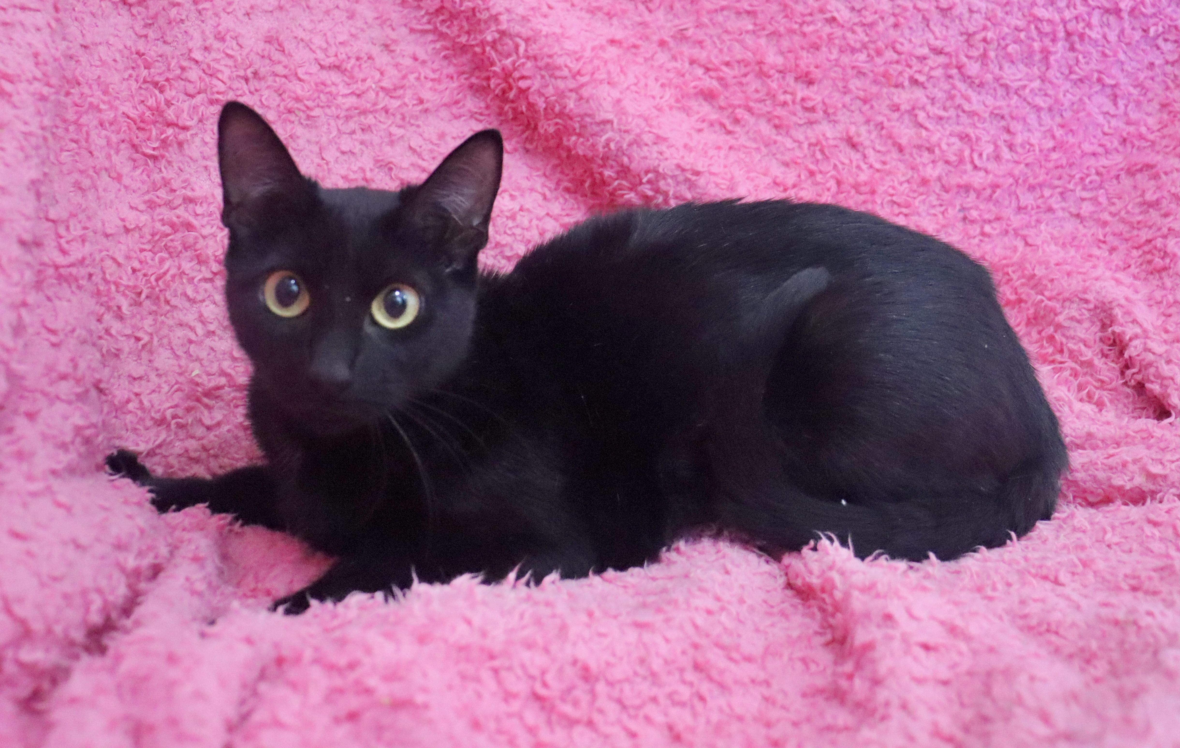 Enlarge Gigi, a Adoptable mixed breed in Saint Augustine, FL image 3/4