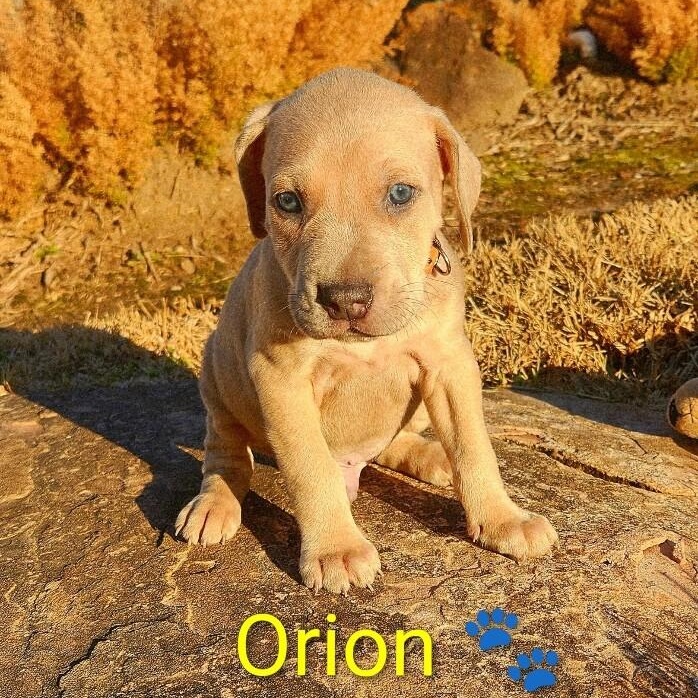Orion Space — thumbnail 2