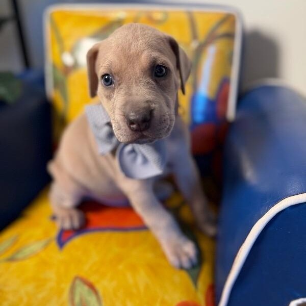 Orion Space — thumbnail 3